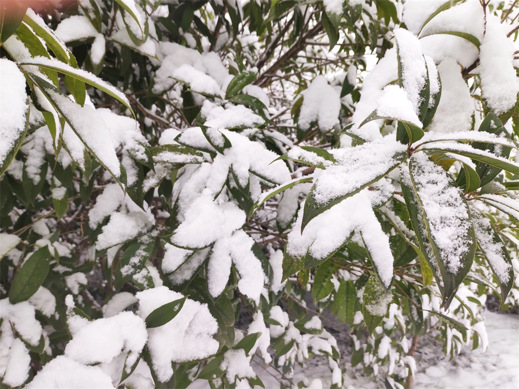图1:树上的雪
